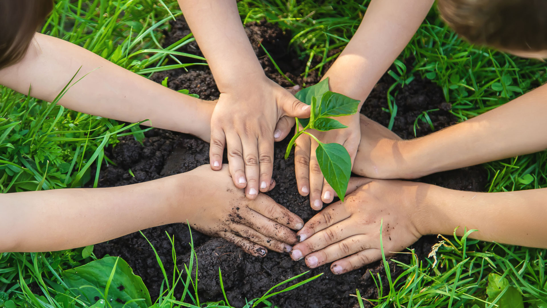 Mani di bambini sistemano una piantina nella terra durante un’attività di educazione ambientale.
